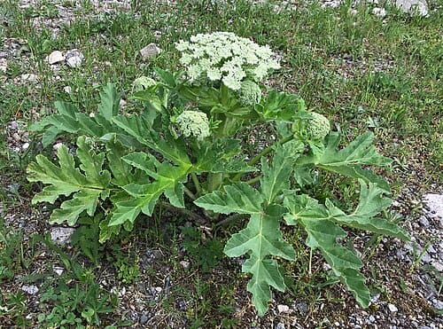 Heracleum
