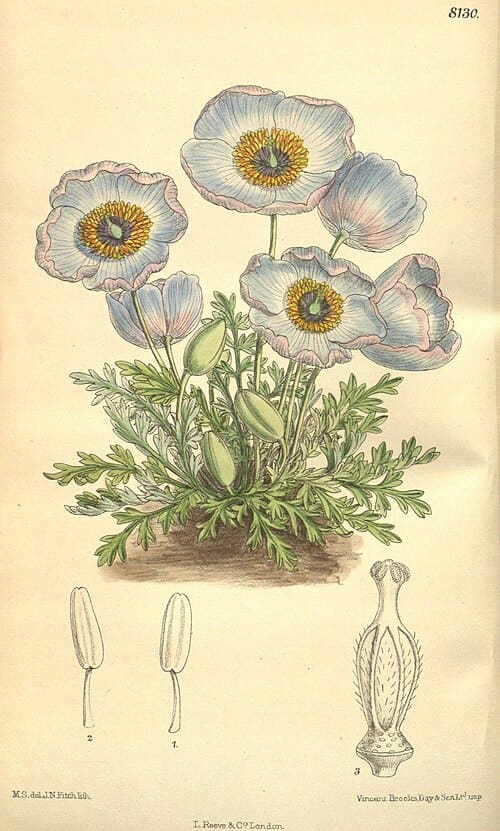 Meconopsis bella