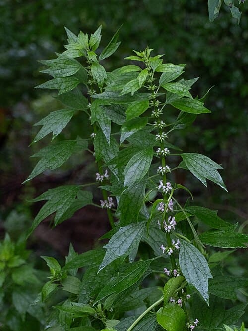 Leonureae, standing in for Lagopsis supina