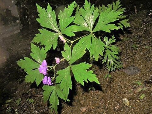 Aconitum japonicum