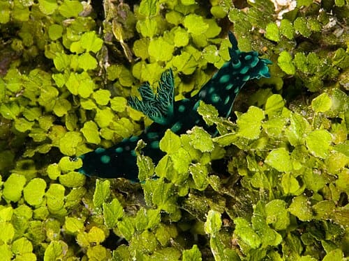Halimeda opuntia
