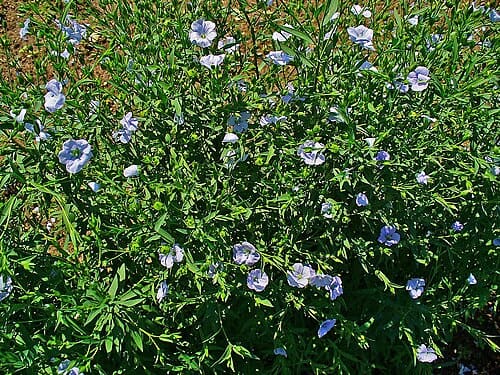 Linum usitatissimum