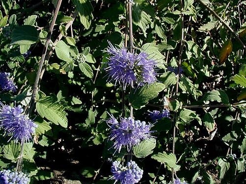 Caryopteris incana