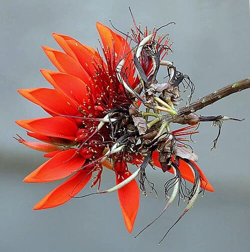 Erythrina, standing in for Erythrina cinerea