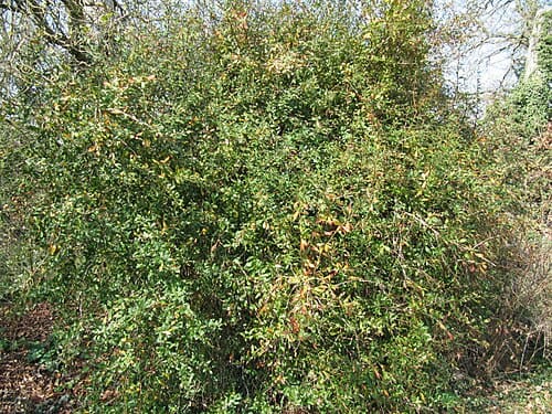 Berberis floribunda