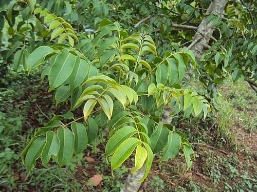 Spondias pinnata