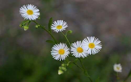 Erigeron annuus
