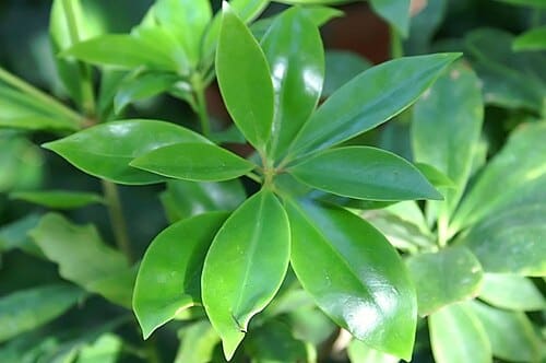 Illicium verum