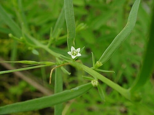 Thesium chinense