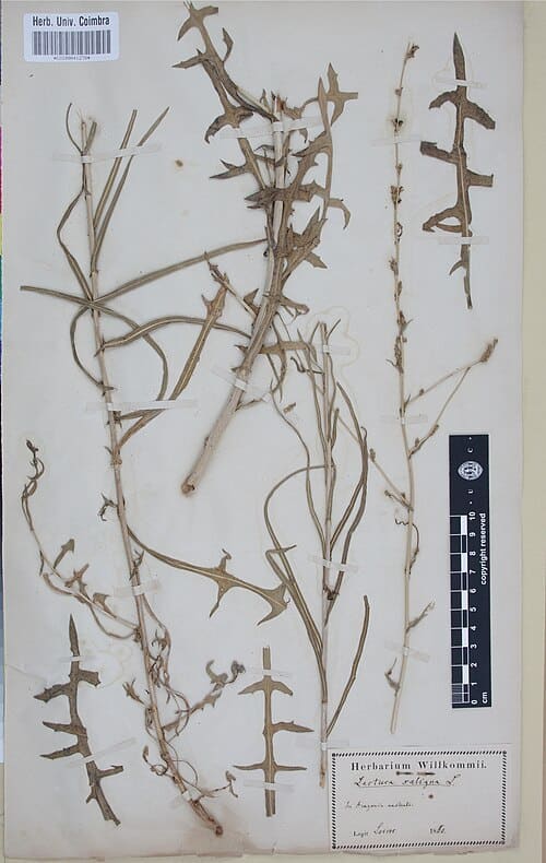 Lactuca saligna