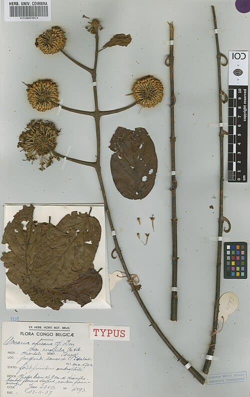 Uncaria africana