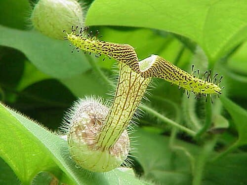 Aristolochiaceae