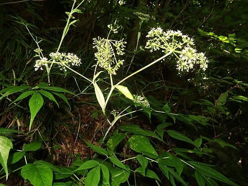 Angelica shikokiana