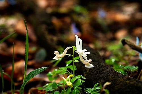 Corydalis turtschaninovii