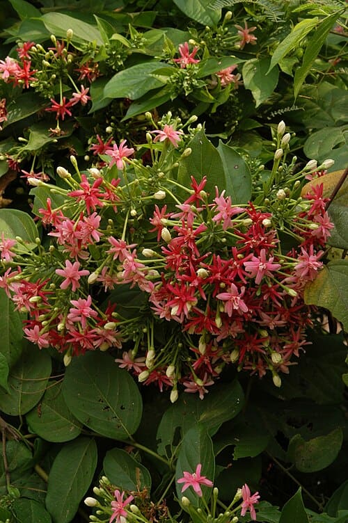 Quisqualis indica