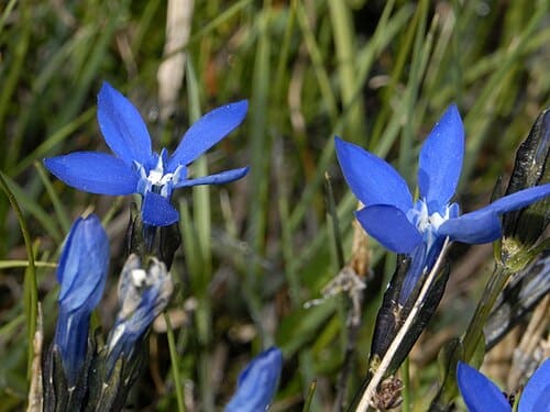 Gentiana bavarica