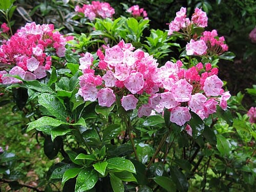 Kalmia latifolia