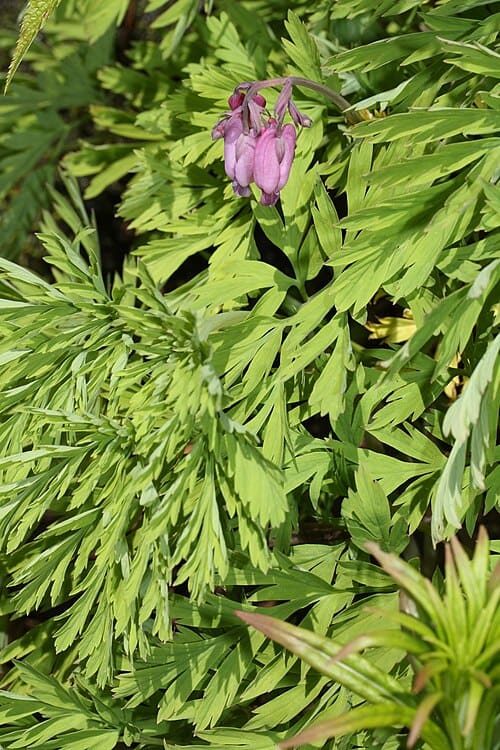 Dicentra formosa
