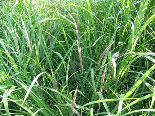 Imperata, standing in for Imperata indica