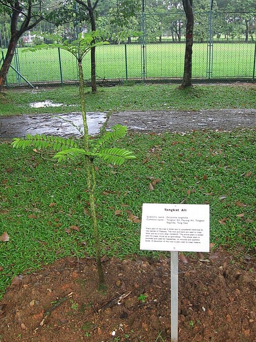 Eurycoma longifolia