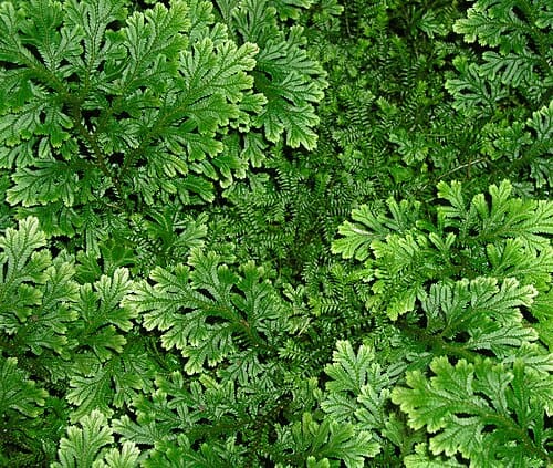 Selaginella, standing in for Selaginella trichoclada