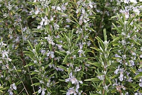 Rosmarinus officinalis