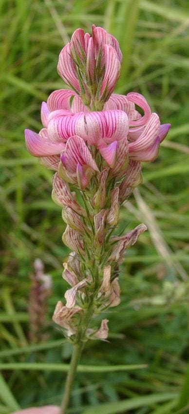 Hedysareae, standing in for Corethrodendron fruticosum