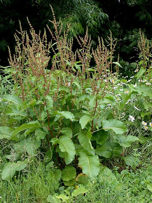 Rumex obtusifolius