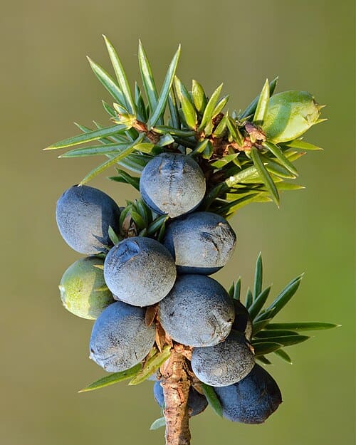 Juniperus communis