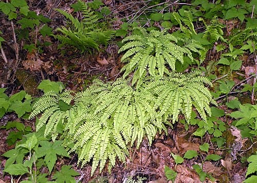 Adiantum pedatum