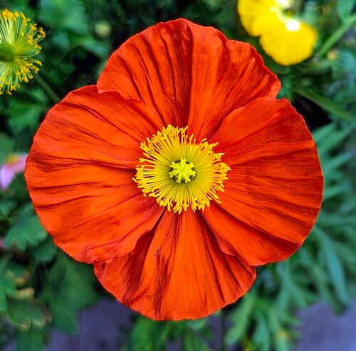 Papaver nudicaule