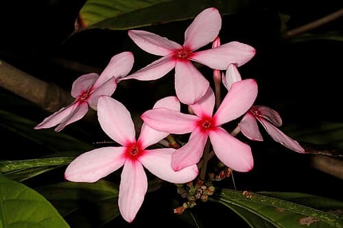 Kopsia fruticosa