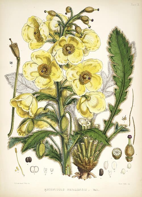 Meconopsis nepalensis