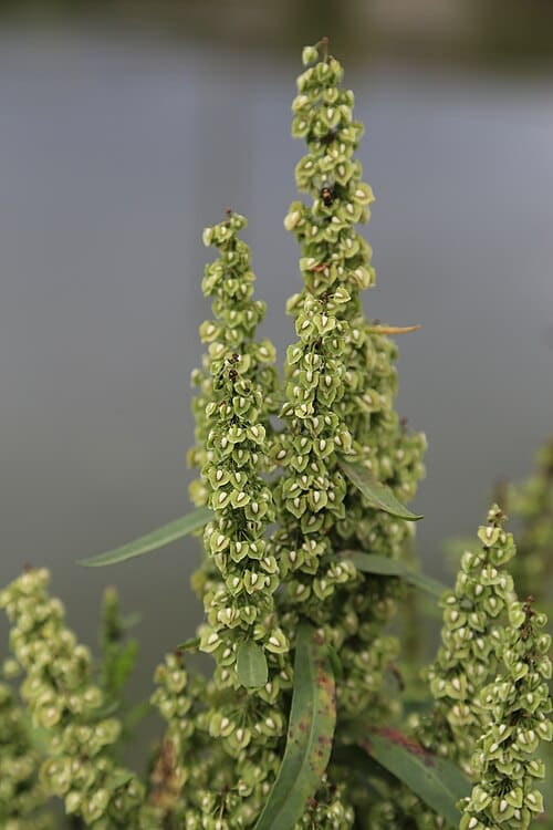 Rumex japonicus