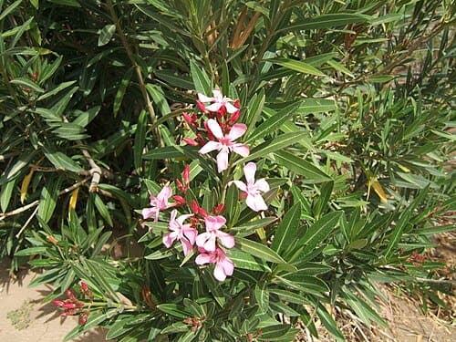 Nerium oleander