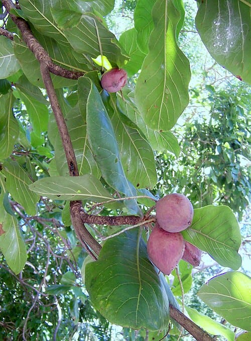 Terminalia catappa