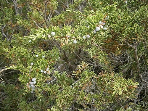 Juniperus sabina