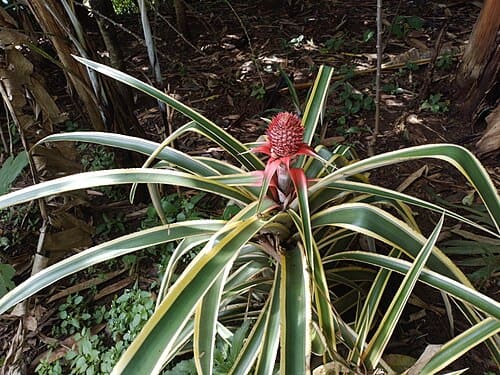 Ananas comosus