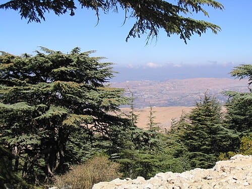 Cedrus