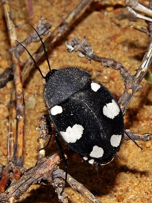 Blattaria