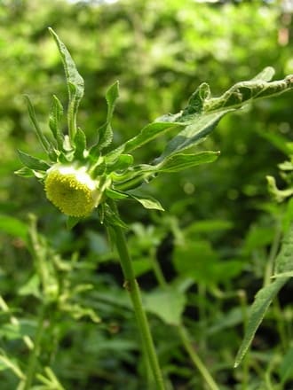 Carpesium, standing in for Carpesium longifolium