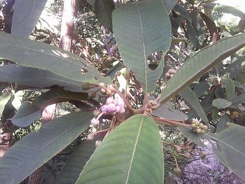 Saurauia napaulensis