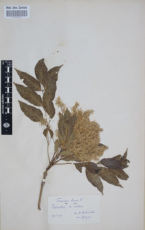 Fraxinus ornus