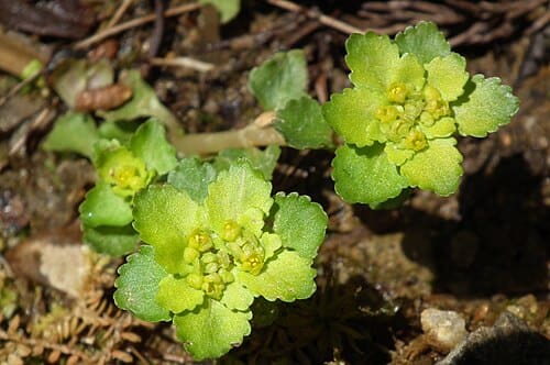 Chrysosplenium grayanum
