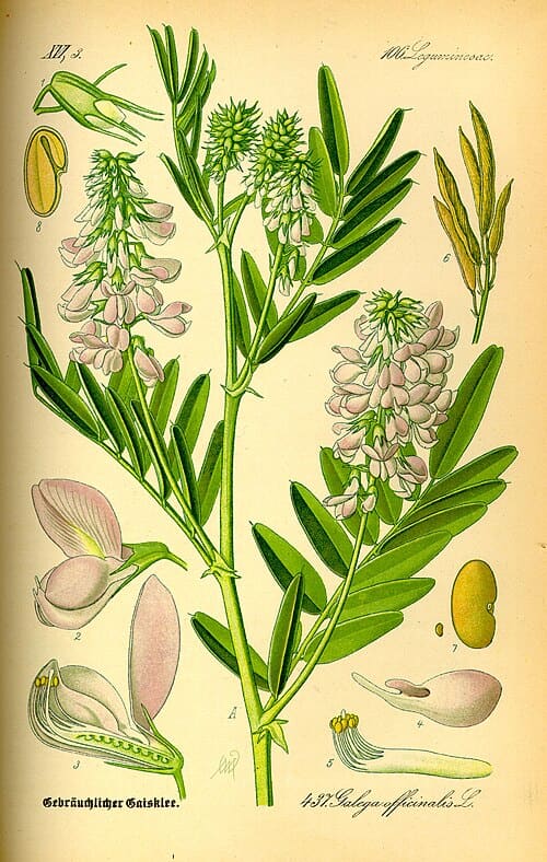 Galega officinalis