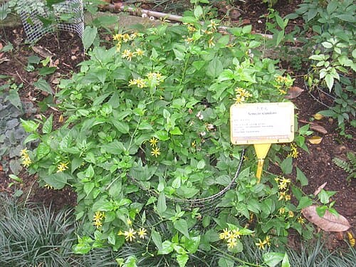 Senecio scandens