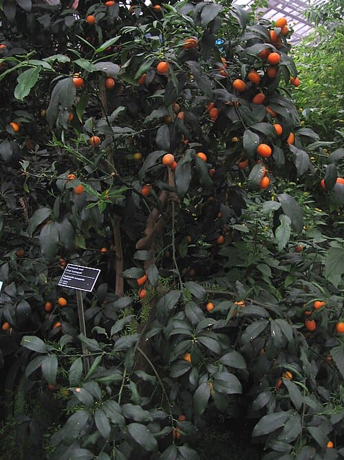 Citrus japonica