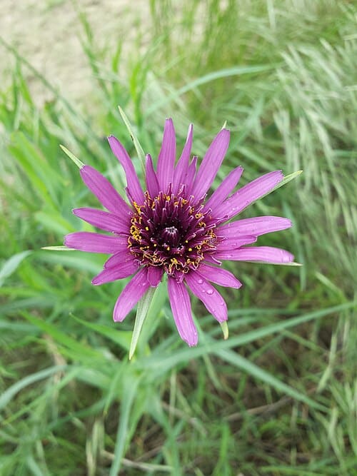 Tragopogon porrifolius