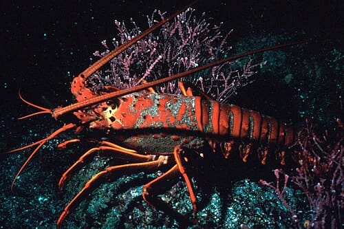 Panulirus