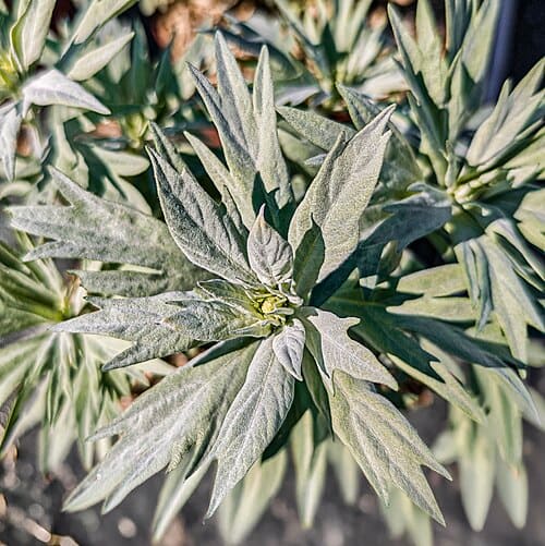Artemisia ludoviciana